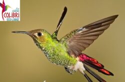 COLIBRI ECOLODGE AND CAMPING