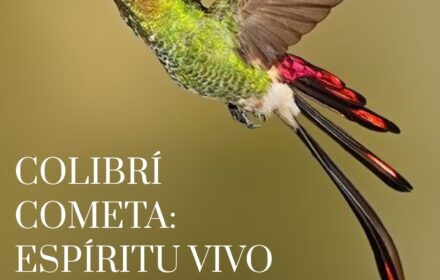 COLIBRI ECOLODGE AND CAMPING